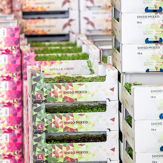 Stacked machine erected trays from solid board • Solidus