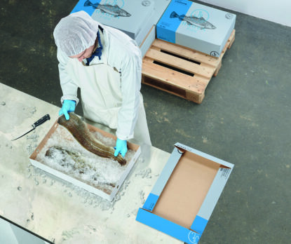Sustainable cardboard fish packaging from Solidus with fresh codfish on ice • Your circular packaging partner