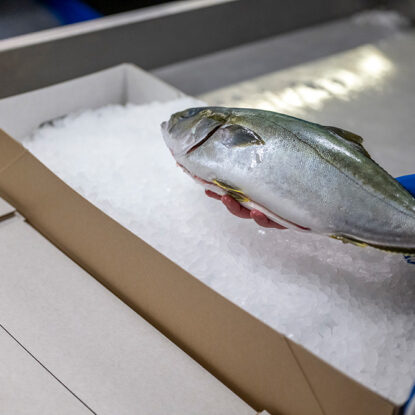 Fish packaging with ice in a solid board box from Solidus • Your circular packaging partner