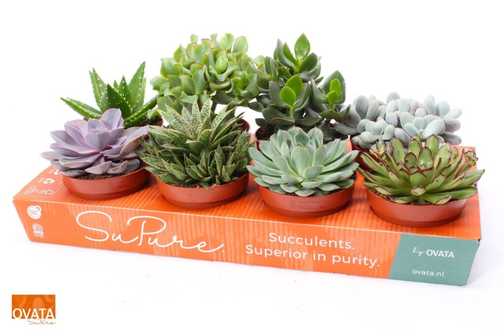 Solidus-OVATA-kartonnen-plantentray