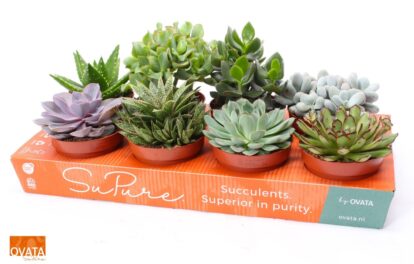 Solidus-OVATA-kartonnen-plantentray