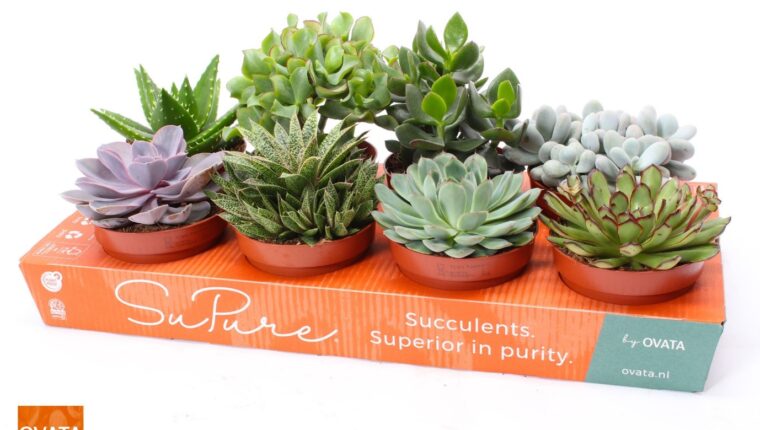 Solidus-OVATA-kartonnen-plantentray
