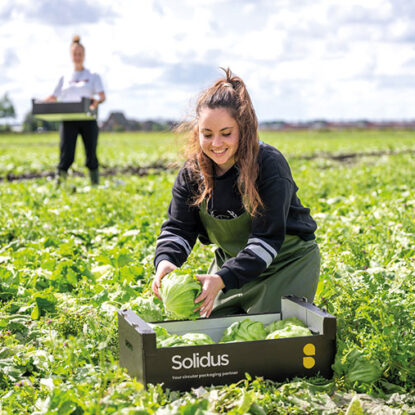Solidus lettuce in Field