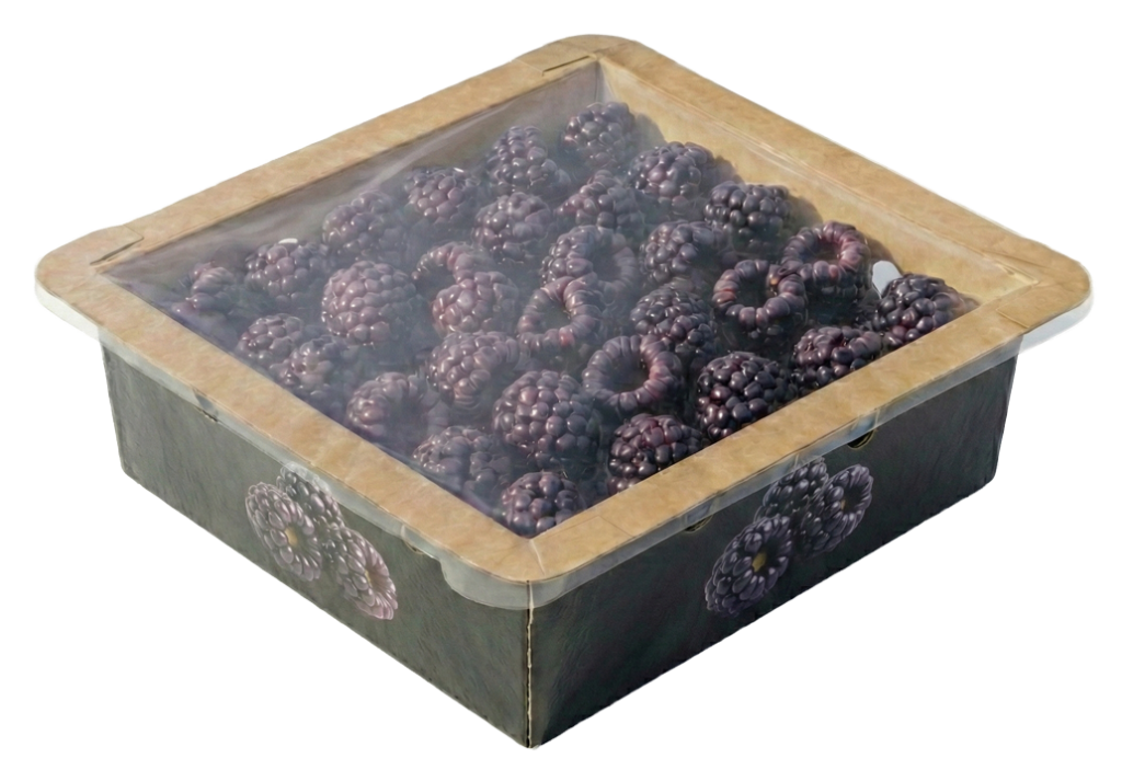 Barquetas de berries selladas de fibra que ofrecen protección sostenible y presentación premium